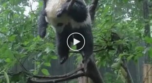Панда - животное, которое может заснуть где угодно
