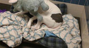 Smokey was almost put to sleep. Positive dog story (6 photos)