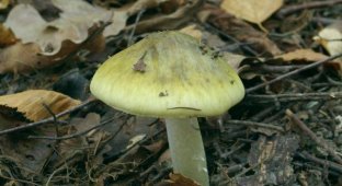 10 видов ядовитых грибов, которые растут в России (10 фото)