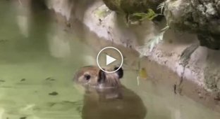 Немного милоты: детеныш капибары ходит в воде