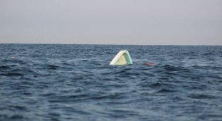 Возможные последствия наблюдения за китами (11 фото)