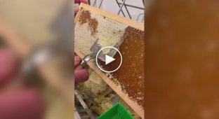 Пчеловод снимает восковые крышки с сот перед извлечением меда