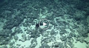 На дне океана нашли редкого монстра с огромным ртом