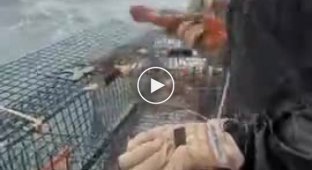 The fascinating process of lobster fishing