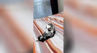 Кіт практикує самомасаж