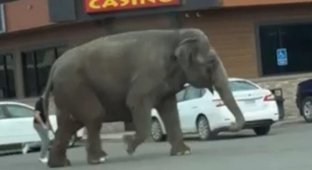 In Montana, a female elephant escaped from a circus (4 photos + 2 videos)