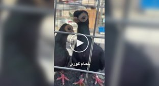 Порода голубів з інопланетною зовнішністю