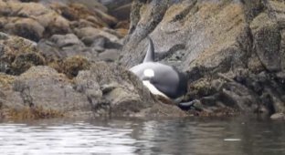 Rescue of a trapped killer whale (5 photos + 1 video)
