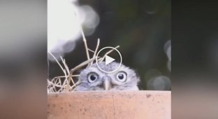 It’s not at all boring to live with Owl