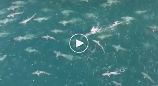A school of sharks swims past an oil platform