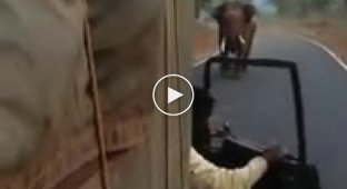 В Индии разъяренный слон атаковал грузовик