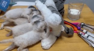 Чоловік врятував осиротілих кошенят, годуючи їх за допомогою "штучної мами" (3 фото + 1 відео)