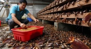 The Chinese breed cockroaches. What do they do with them later? (8 photos)