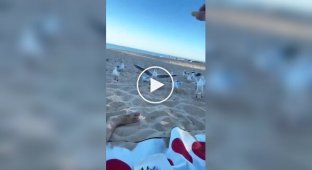 З життя чайок