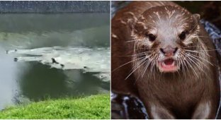 In Singapore, gangs of otters fight among themselves (5 photos + 2 videos)