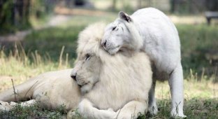 The love of a snow-white lion and a snow-white tigress works wonders (2 photos + 1 video)