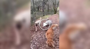 Барашек считает себя собакой