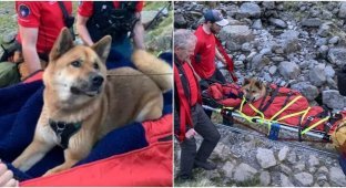 Rescuers spent 4 hours lowering a wounded Akita Inu from the mountain (5 photos)