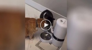 Automatic feeder provoked a quarrel between cats