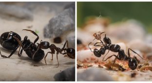 Как муравьи организуют погребальные церемонии для своих почивших сородичей? (5 фото)