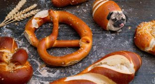 Instagram-аккаунт «Dogs In Food», в котором собак объединяют с едой (14 фото)