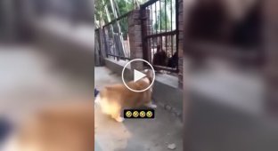 Корги виявився не таким вже сміливим і грізним