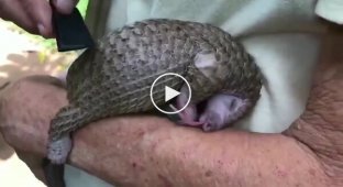 Панголин радуется, когда его чешут