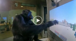 Chimpanzee Kanzi, thanks to the help of blogger ChrisDaCow, learned to play Minecraft