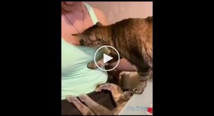 Нахальный кот смутил хозяйку, пробравшись к ней под майку