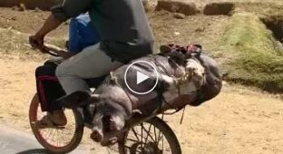 Необычная перевозка свиньи по дороге в другое село