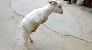 Китаец купил двуногого козла для мотивации (4 фото)