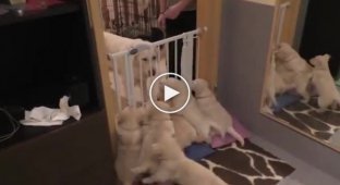 Как происходит воспитание у собак их маленьких щенят