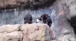 Задиристе дитинча шимпанзе отримало наганю від мами