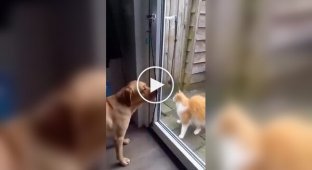 Пухнасте домінуюче: на відео зняли, як кіт обзавівся особистим швейцаром