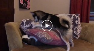 Well, get up. Husky tries to wake up the cat