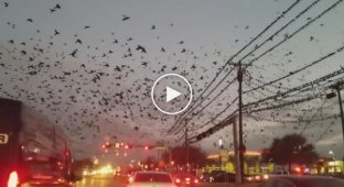 Нашествие птиц в Техасе