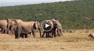Слониха защищает детеныша