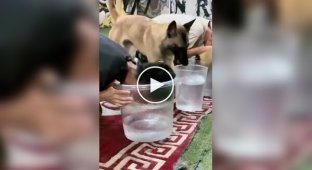 Собака зрозумів, що її господар шахраює