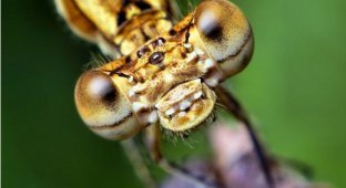 Макросъемка – Томас Шахан крупным планом снимает глаза насекомых (20 фото)