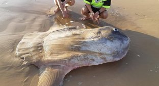 Рыбаки из Австралии обнаружили на мелководье крайне редкую рыбу-солнце (3 фото)