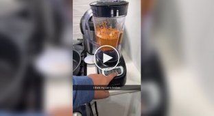 Кіт атакує пилосос, коли працює блендер