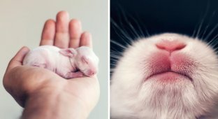 Осторожно, разрыв мимиметра: фотосессия новорожденного кролика (13 фото)