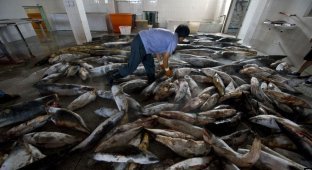 Поймать все живое. Рыболовецкий флот Китая уничтожает Мировой океан (8 фото + 3 видео)