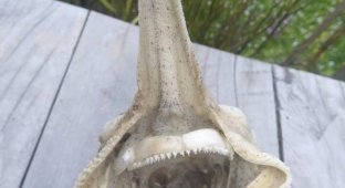 На побережье в Новой Зеландии был найден скелет странного морского чудища (5 фото)