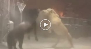 Fight of stray horses in Yakutsk