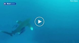 Одна из самых опасных акул в мире напала на дайвера у побережья Египта