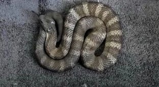 Австралийка обнаружила у кровати смертельно опасную змею (2 фото + 1 видео)