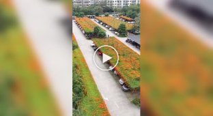 Parking lots with green roofs in China
