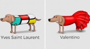 Outfits from famous brands, using clothes for dogs as an example (6 photos)