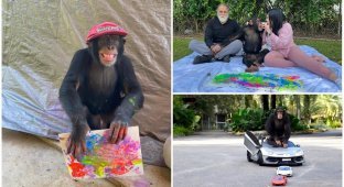 Chimpanzee rejected by mother becomes internet sensation with $1,000 paintings (18 pics)